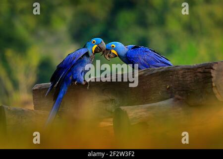 Due Macaw di Giacinto, Anodorhynchus hyacinthinus, pappagallo blu. Ritratto grande pappagallo blu, Pantanal, Brasile, Sud America. Bellissimo uccello raro nel nat Foto Stock