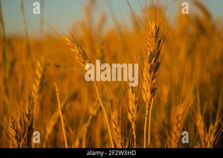 Campi di grano. Orecchie di grano dorato da vicino. Il sole che tramonta brilla con raggi sulle orecchie di grano. Sfondi di campo grano orecchie maturare. Rich Har Foto Stock