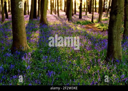 Blubles in fiore in una bella giornata di primavera a Dockey Wood, Ashridge. Di proprietà del National Trust, Dockey Wood è una piccola ma bella zona di selvaggio Engli Foto Stock
