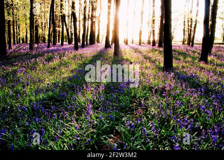 Il sole che tramonta crea un drammatico schema prospettico di ombre nei boschi di bluebell Foto Stock