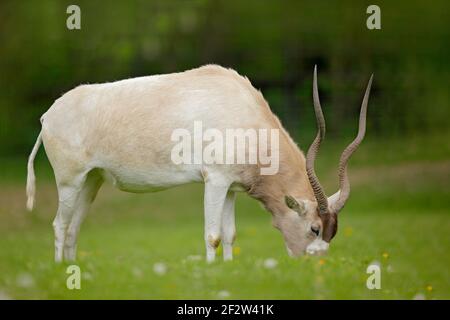 Addax, Addax nasomaculatus, antilope bianco, stagione delle piogge in Namibia. Grande animale con corno, alimentazione erba verde, sfondo della foresta. Foto Stock