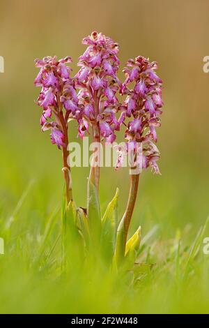 Orchidea gigante, Barlia robertiana, abbassamento delle orchidee selvatiche terrestri europee, habitat naturale, particolare della fioritura, sfondo verde chiaro, Spagna. Fiore dentro Foto Stock