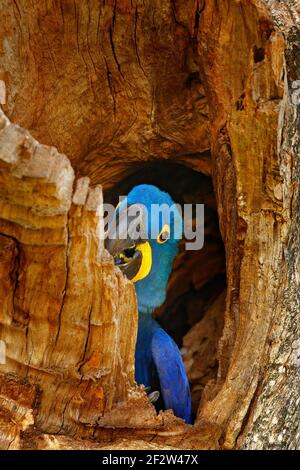 Comportamento di annidamento. Giacinto Macaw, Anodorhynchus hyacinthinus, nella cavità del nido d'albero, Pantanal, Brasile, Sud America. Dettaglio ritratto di bello grande Foto Stock