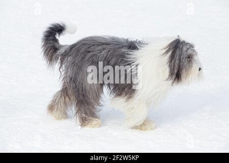 Il carino cane da pastore di bobtail cammina sulla neve bianca nel parco invernale. Animali domestici. Cane purebred. Foto Stock