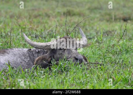 Bufalo d'acqua domestico che riposa nel fango. Foto Stock
