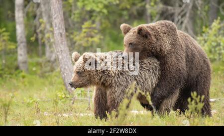 Due giovani orsi bruni che si accoppiano nella palude finlandese vicino Il confine russo Foto Stock