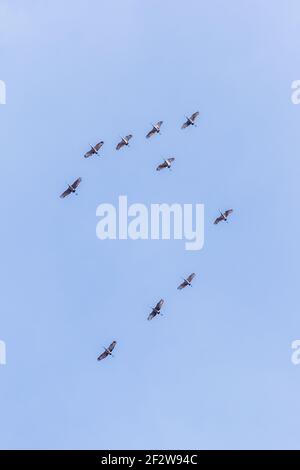 Gru Sandhill, (Antigone canadensis) Foto Stock