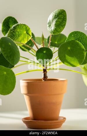 Macro shot di pianta di Pilea peperomioides in terracotta, foglie verdi coperte di gocce d'acqua Foto Stock