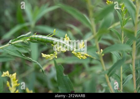 Moth Caterpillar con cappuccio e verricelli di Owlet su goldenrod Foto Stock