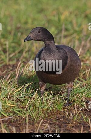Brent Goose (Branta bernicla bernicla) in piedi immaturi in erba umida Eccles-on-Sea; Norfolk; UK Dicembre Foto Stock