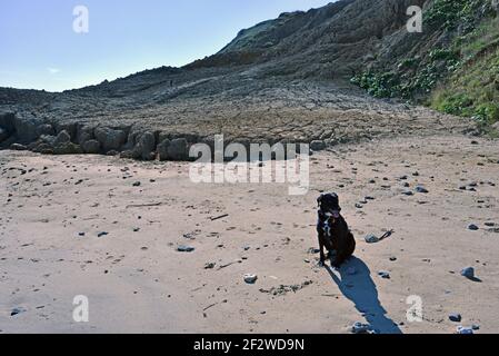 Cane sulla spiaggia, Mundesley, Norfolk. Foto Stock