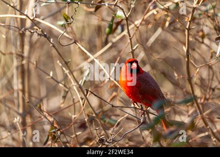 Primo piano immagine di un cardinale maschile del nord (Cardinalis Cardinalis) che in inverno si trova in un cespuglio nel Maryland, USA. Questo uccello canzone rosso brillante ha nero Foto Stock