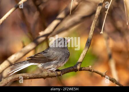 L'ardesia Dark Eyed Junco (Junco hyemalis) è un uccello passerino del Nord America. Questo maschio adulto è stato macchiato perching su un ramo di legno in wint Foto Stock