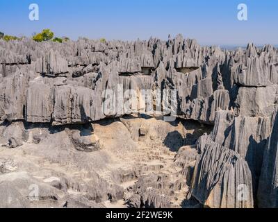 Vista impressionante delle formazioni calcaree carsiche nel Parco Nazionale di Tsingy de Bemaraha, Madagascar Foto Stock