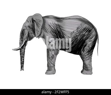 Elefante da un tuffo di acquerello, disegno colorato, realistico. Illustrazione vettoriale delle vernici Illustrazione Vettoriale