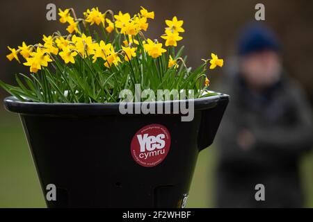 Una pentola di fiori contenente narcisi e un adesivo Yes Cymru nel Bute Park di Cardiff, Galles, Regno Unito. Foto Stock