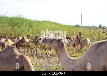Cammelli a Kakuma, Turkana, Kenya Foto Stock