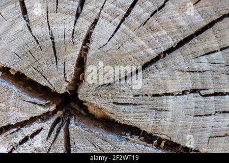 Vecchio legno quercia albero tagliato superficie. Toni caldi e marroni e arancioni di un tronco di un albero o di un moncone abbattuto. Foto Stock