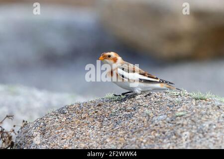 Un primo inverno maschio Snow Bunting (Plettrophenax nivalis) arroccato su una roccia sulle isole di Scilly, Regno Unito Foto Stock