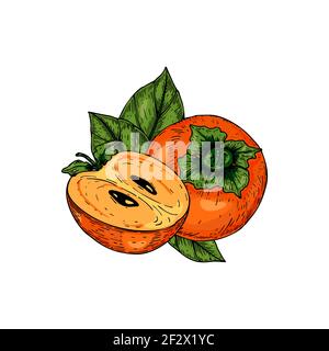 Frutto di persimmon disegnato a mano con foglie isolate su sfondo bianco. Illustrazione vettoriale in stile di schizzo colorato Illustrazione Vettoriale