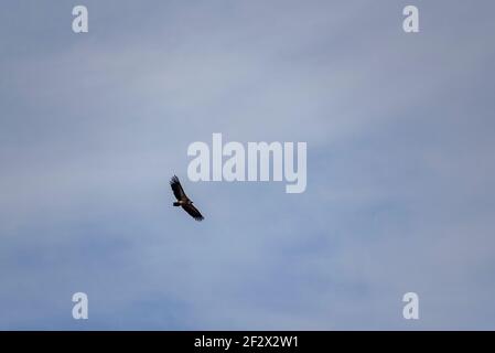 Vulture in volo nei Pirenei (Puigsacalm, Pirenei, Catalogna, Spagna) ESP: Buitre leonado volando por encima del Puigscalm (Garottxa, Cataluña, España) Foto Stock