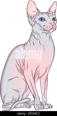 Seduto Sphynx razza gatto Illustrazione Vettoriale