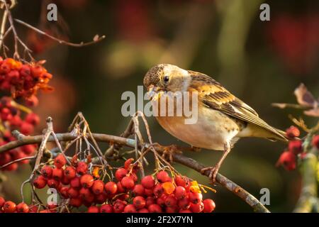 Primo piano di un uccello brambling, Fringilla montifringilla, d'inverno il piumaggio di colore arancione alimentazione bacche di Sorbus aucuparia, chiamato anche Rowan e mountain-come Foto Stock