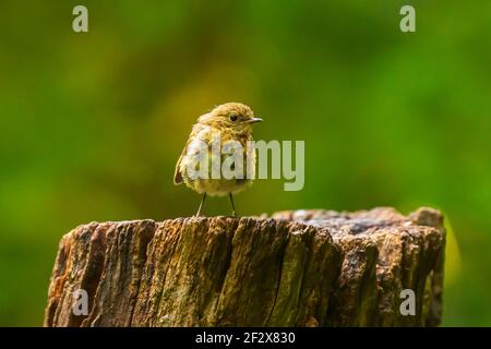 Europeo rapina (Erithacus rubustecula) cazzo arroccato in una preda Foto Stock