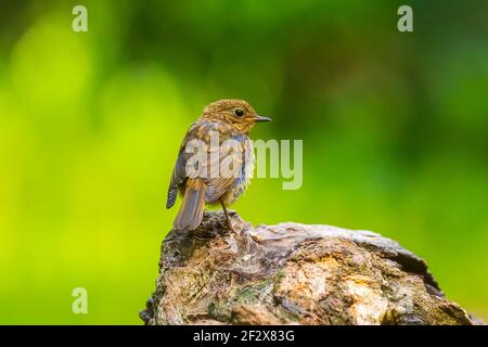 Europeo rapina (Erithacus rubustecula) cazzo arroccato in una preda Foto Stock