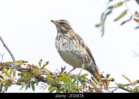 Un uccello redwing, Turdus iliacu, mangiando i frutti di bosco da una boccola durante la stagione autunnale Foto Stock