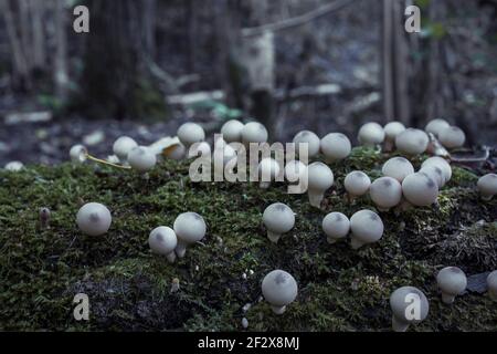 I funghi contenenti psilocibina crescono su muschio verde. Foto Stock