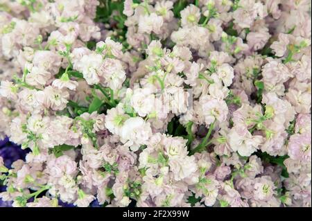 Bouquet grande di mattiola primo piano. Lilla fiori delicati - sfondo floreale. Foto Stock