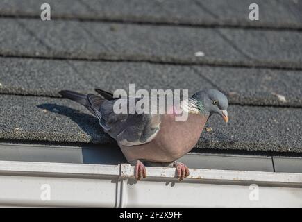 Wood Pigeon Columba Palumbus appollaiato sulla grondaia di un tetto di una casa a Norfolk, Regno Unito Foto Stock