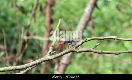 Vista laterale di una libellula rossa su un albero asciutto filiale Foto Stock