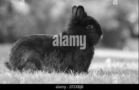 foto in bianco e nero di coniglio nana nero seduto sopra prato Foto Stock