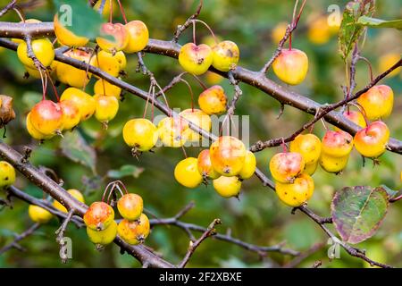 Mele selvatiche gialle su un albero. Ci sono molte mele, alcune con un po' di rosso. Foglie sullo sfondo. Foto Stock