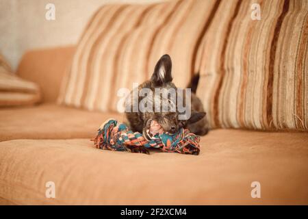 cane sullo sfondo di colore chiaro locale chiaro grigio scuro pooch Foto Stock