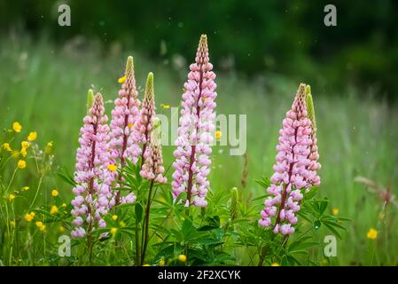 Foto con messa a fuoco selettiva. Lupin fiori al prato. Foto Stock