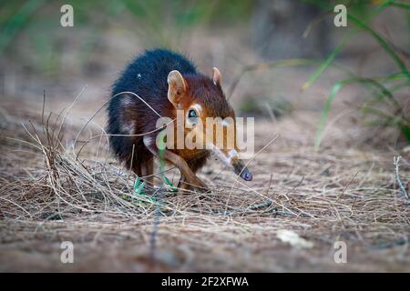 Screw elefante nero e rufoso -Rhynchocyon petersi o sengi o zanj screw elefante, trovato solo in Africa, nativo della pianura montano e denso fo Foto Stock
