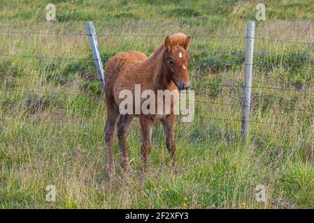 Vista di un giovane cavallo islandese Foto Stock