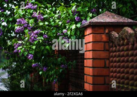 Un cespuglio di lilla viola cresce ad un recinto arancione fatto di mattoni e una visiera di granito. Stampo sulla recinzione. La natura è intrecciata con la costruzione di Foto Stock
