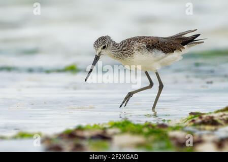 Comune di Greenshank - Tringa nebularia è un alciatore della famiglia degli Scolopacidae, tipici waders, uccelli di terra bianchi e neri, che migrano dall'Europa Foto Stock