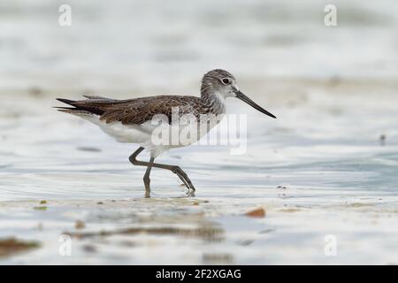 Comune di Greenshank - Tringa nebularia è un alciatore della famiglia degli Scolopacidae, tipici waders, uccelli di terra bianchi e neri, che migrano dall'Europa Foto Stock