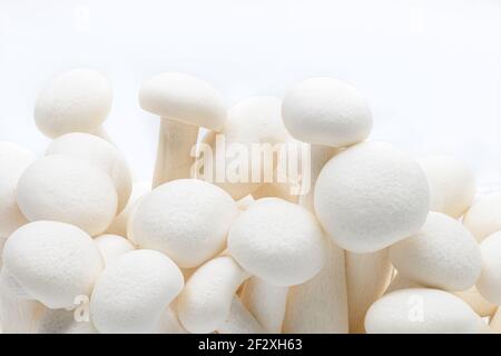 Shimeji fungo primo piano isolato su sfondo bianco. Shimeji bianco fresco Foto Stock