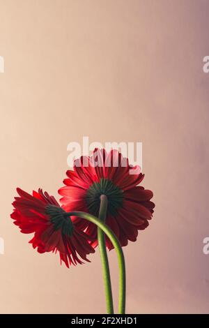 Due fiori di gerbera rossi freschi. Colori pastello. Sfondo floreale. Foto Stock