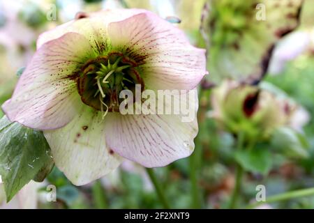 Helleborus x hybridus ‘Painted Bunting’ Hellebore Painted Bunting – fiori bianchi con venature viola e contorni viola picotee, marzo, Inghilterra, Regno Unito Foto Stock