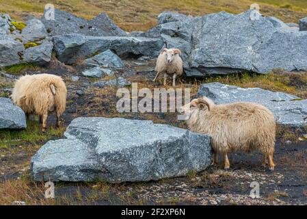 Pecore islandesi che pascolano tra le rocce Foto Stock