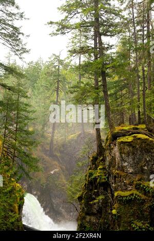 Cascate attraverso una foresta pluviale (Little Qualicum Falls, Vancouver Island, British Columbia) Foto Stock