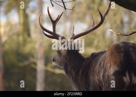 Dybowskii Deer Vista posteriore sotto l'albero Foto Stock