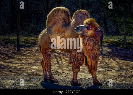 Mongolia Camel Foto Stock